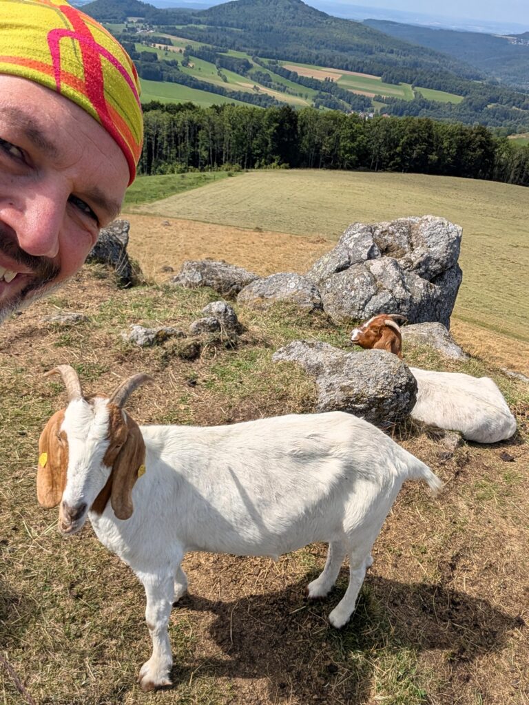 Ziegen auf der Extratour Gersfeld