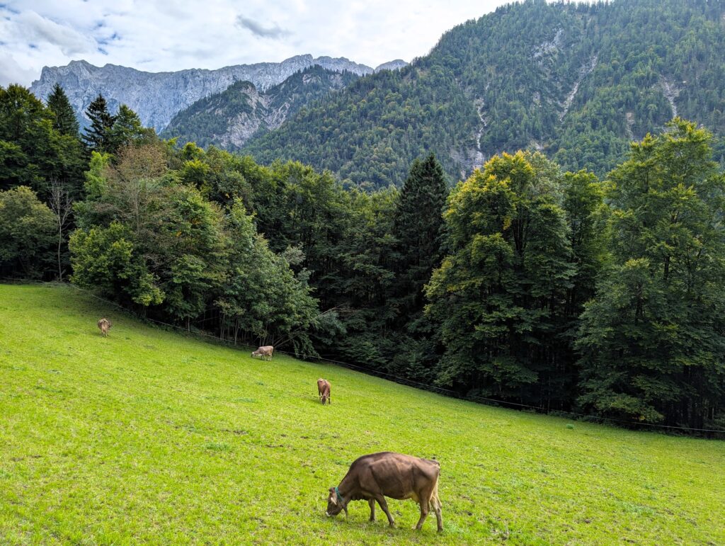 Kühe auf dem Weg zum Hans-Berger-Haus