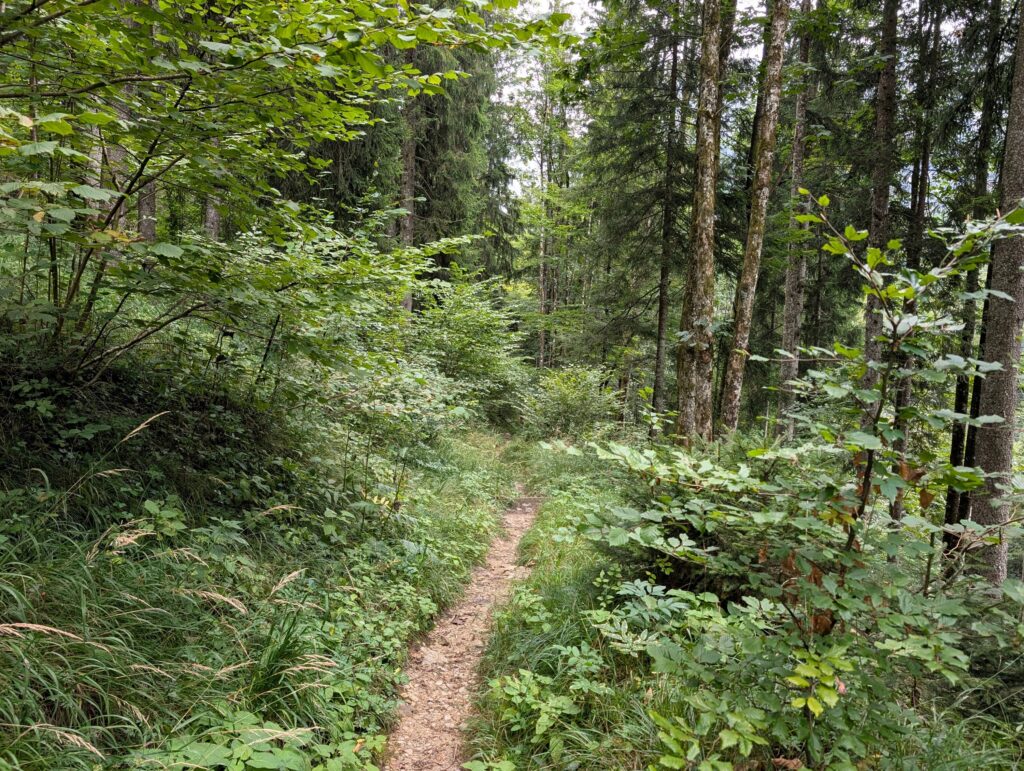 Schöner Pfad durch den Bergmischwald auf dem Weg zum Hans-Berger-Haus