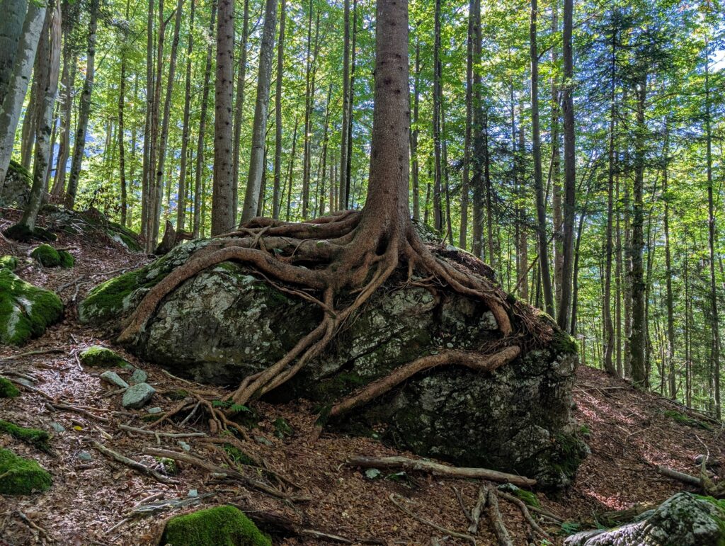 Wurzel auf dem Weg vom Weg vom Stripsenjochhaus zum Hans-Berger Haus im KufsteinerLand