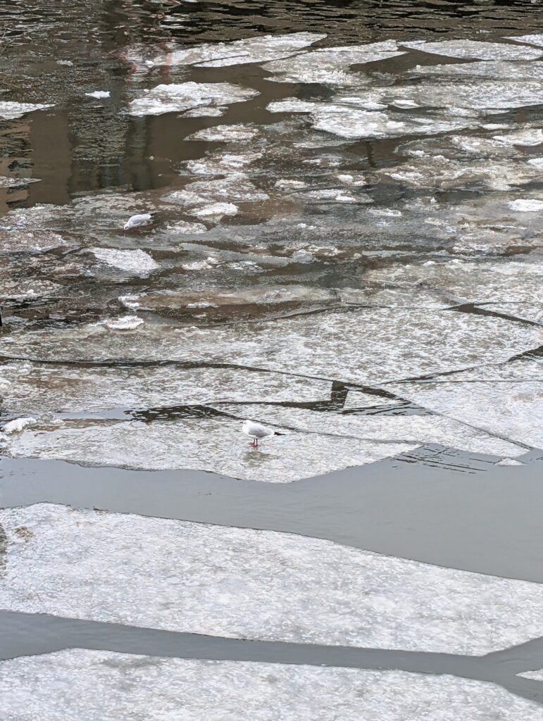 Möwe auf einer Eisscholle in Hamburg auf der Elbe