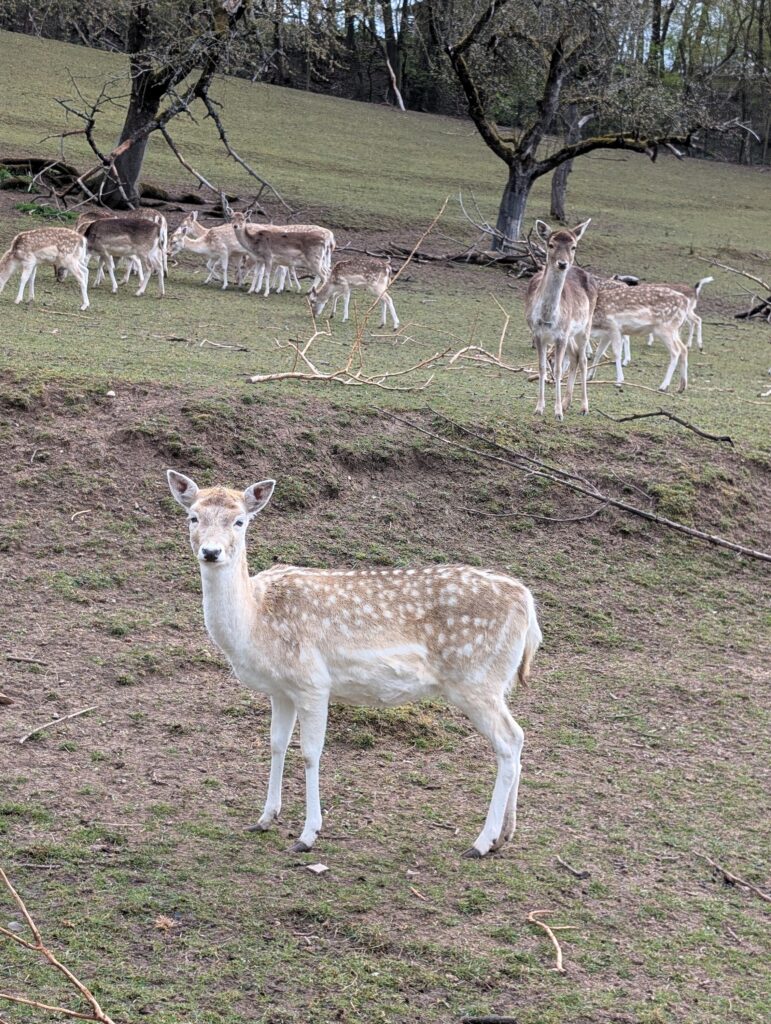 Damwild in Nassach auf der Erlebnistour - Durch die Toskana der Haßberge