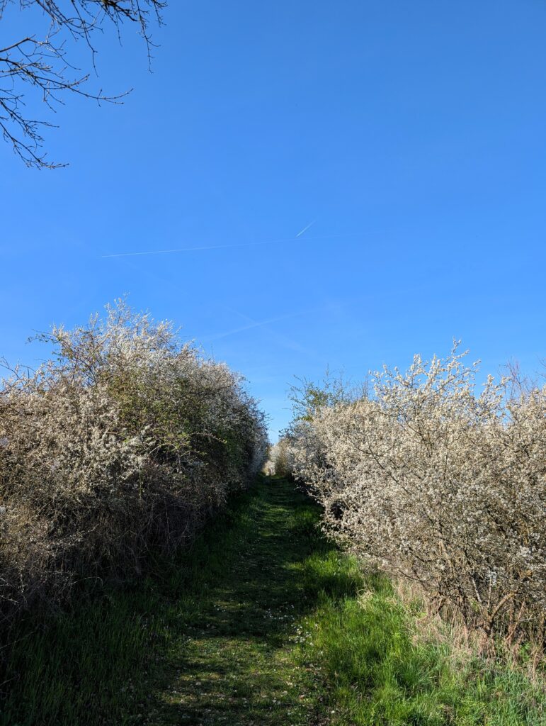 Hecken im Frühling auf dem Panoramaweg rund um Wipfeld und Schwanfeld