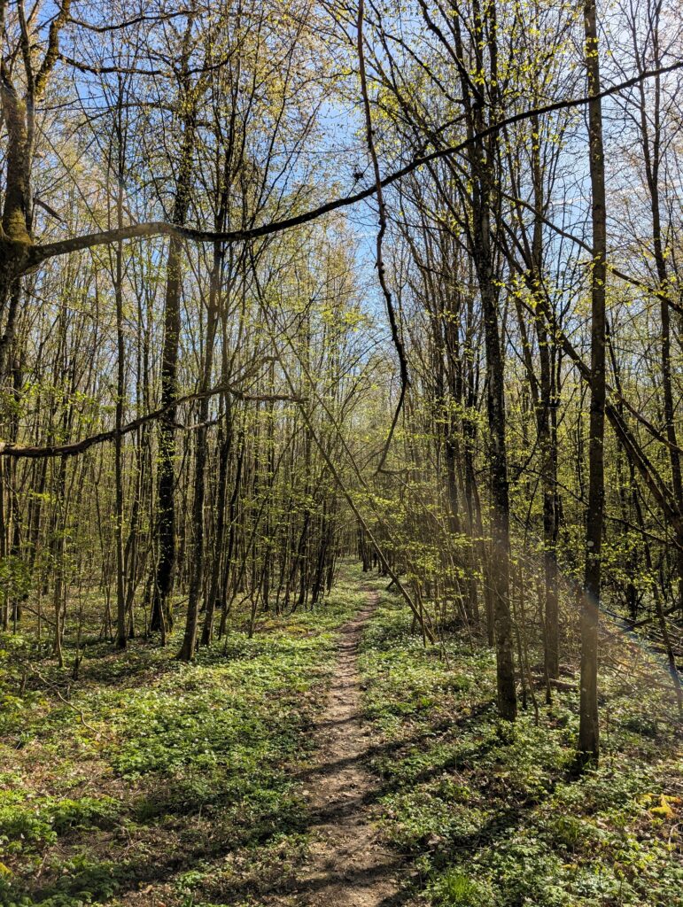 Pfad auf dem Panoramaweg rund um Wipfeld und Schwanfeld