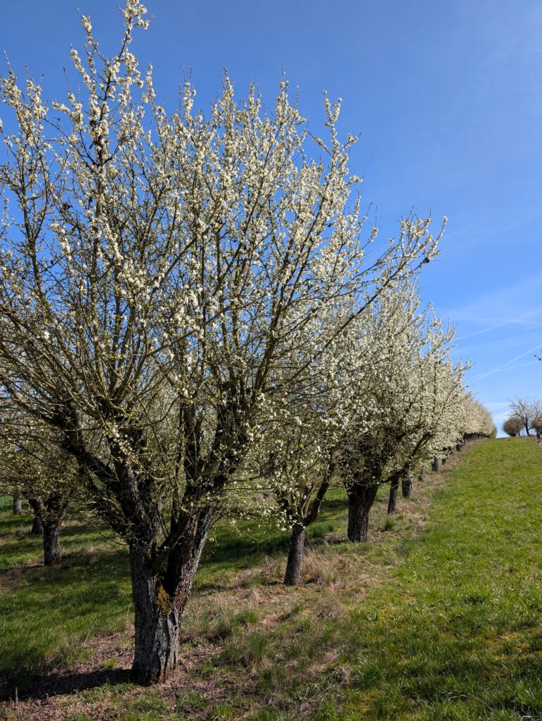 Streuobstbäume im Frühling auf der Panoramaweg rund um Wipfeld und Schwanfeld