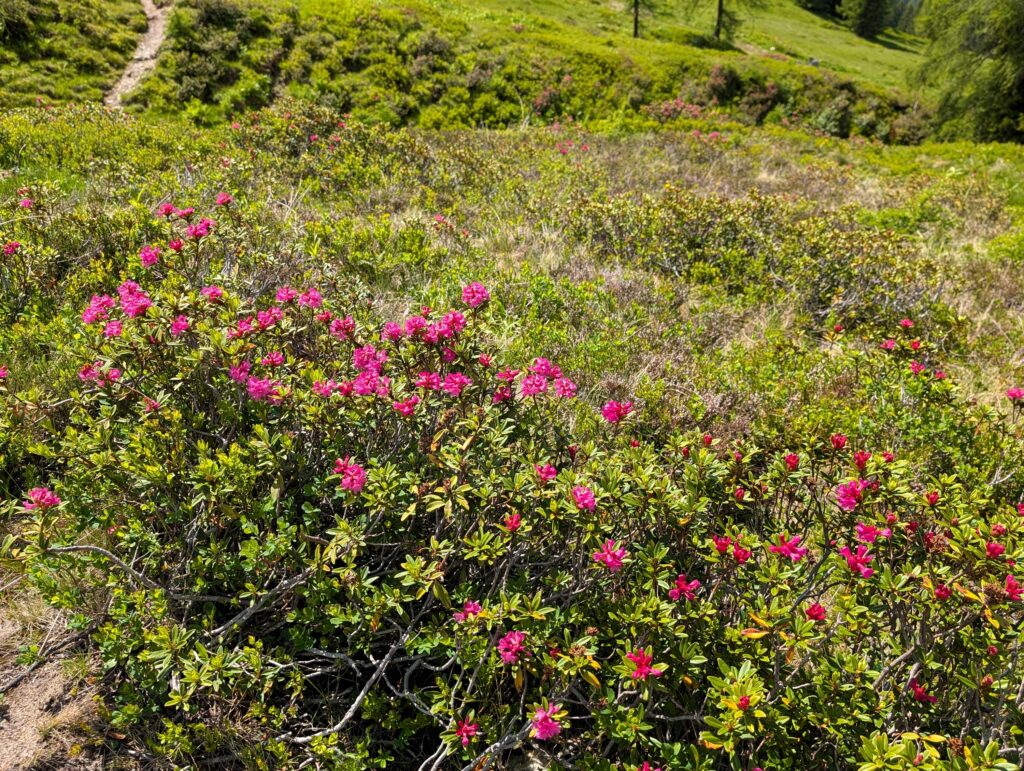 Almrosen auf dem Salzburger Almenweg