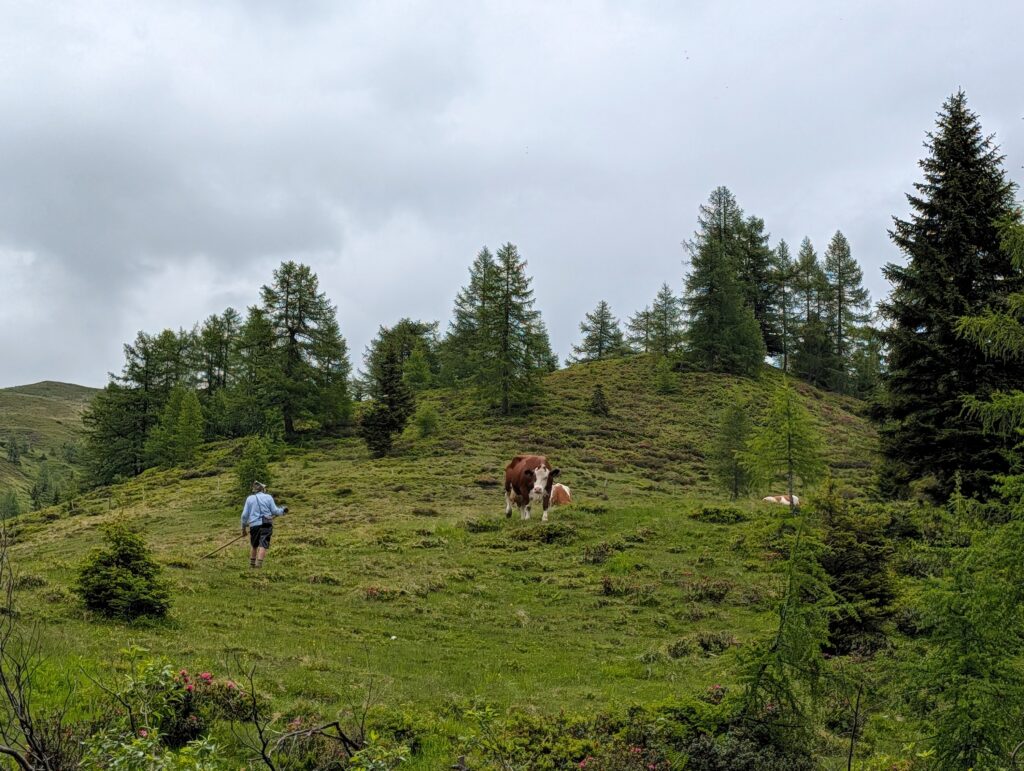 Bauer Sepp (86) schaut nach seinen Kühen auf dem Salzburger Almenweg
