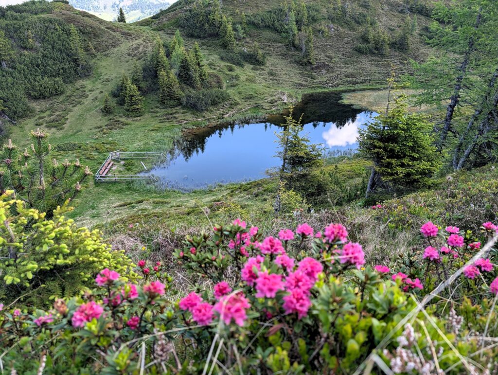 Blüte der Almrosen bei den Trögseen auf dem Salzburger Almenweg
