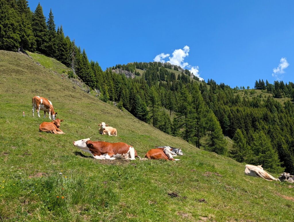 Kühe auf dem Salzburger Almenweg