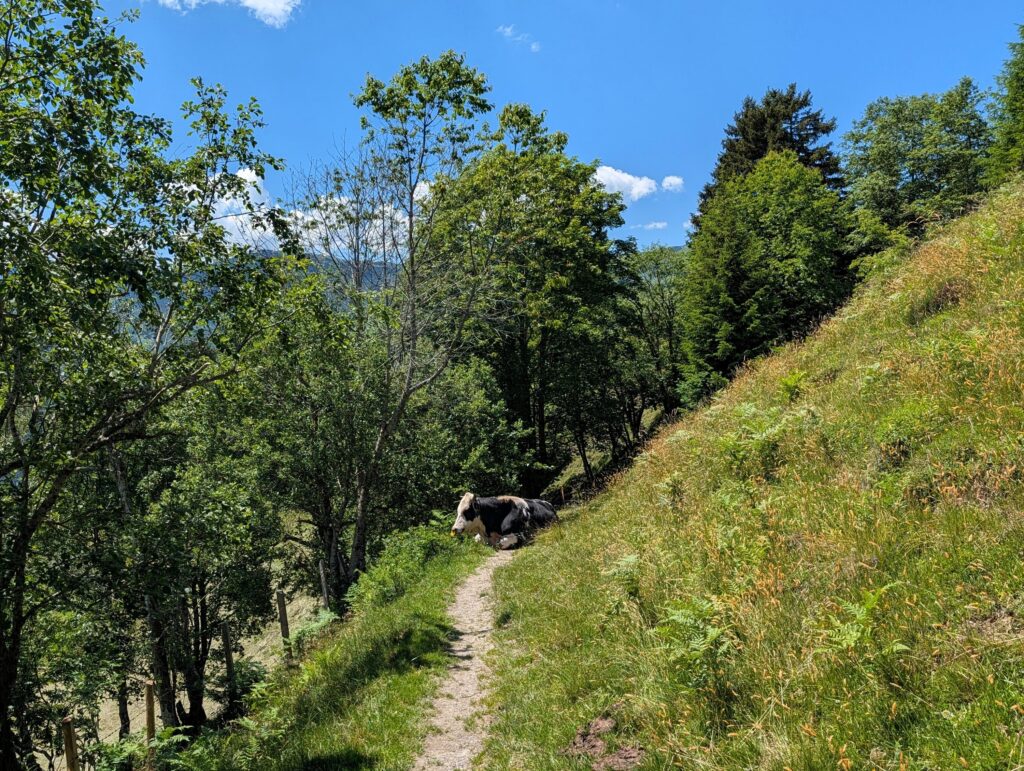 Kuh mitten auf dem Weg vom Salzburger Almenweg