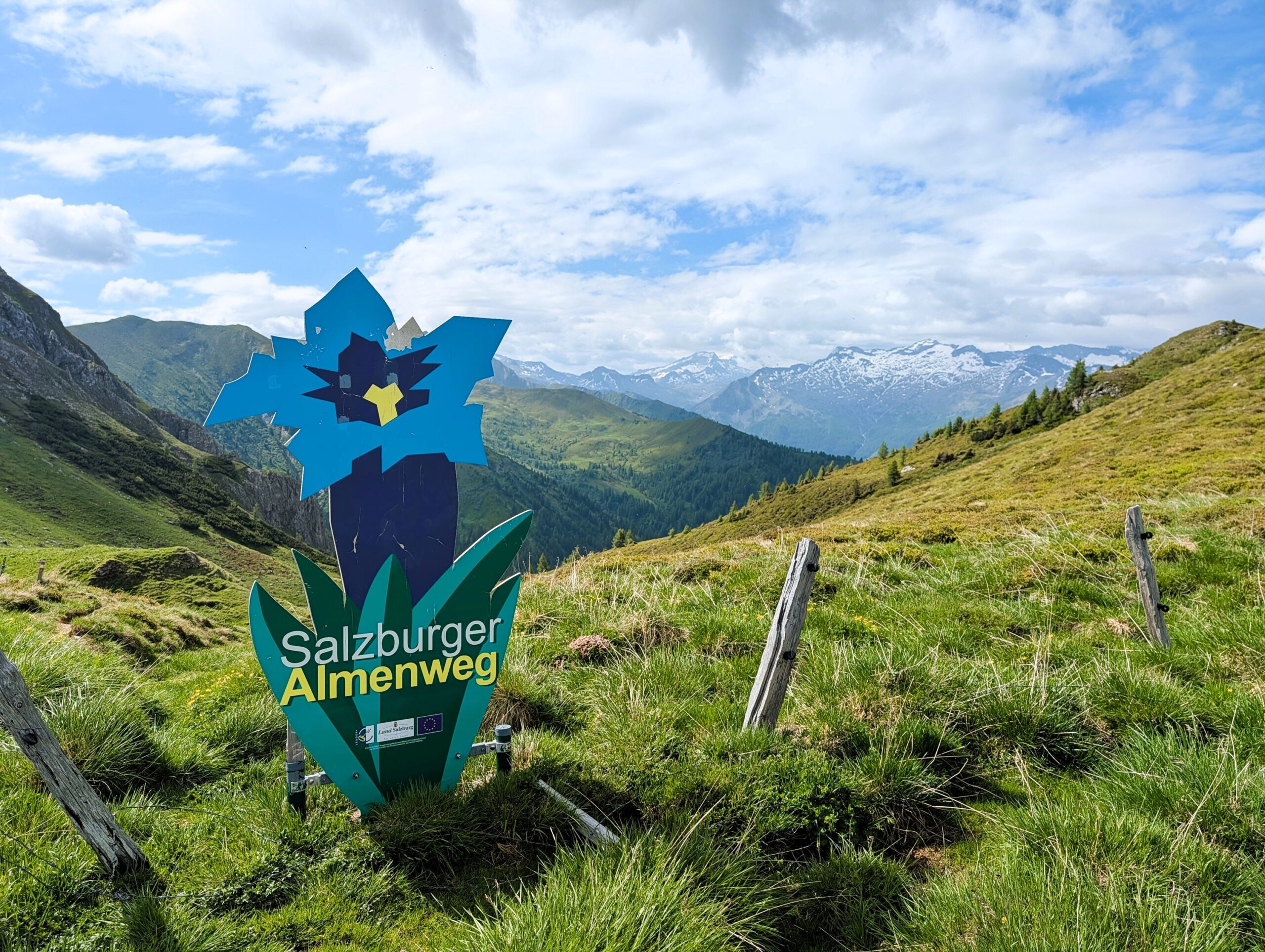 Salzburger Almenweg - Enzian