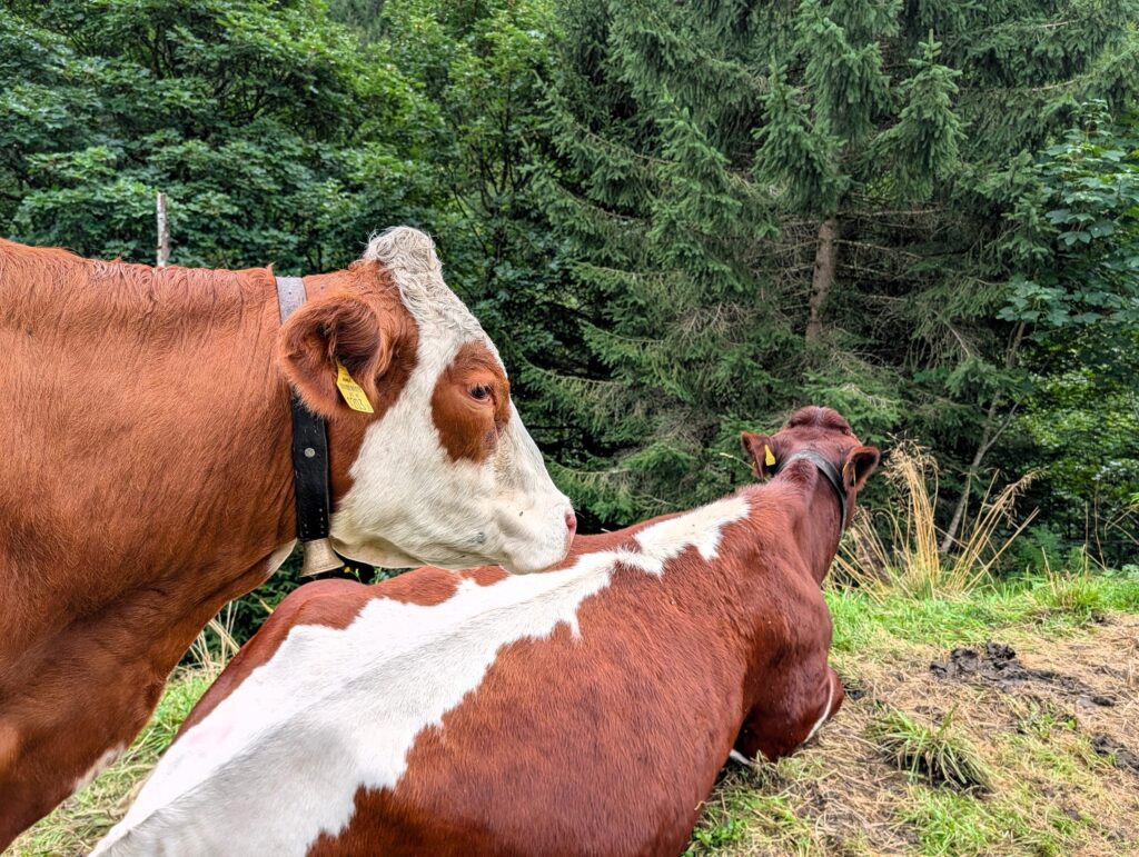 Kühe auf der Etappe 8 vom Hohe Tauern Bike Trail